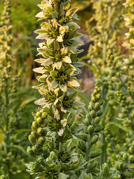 402021 - White veratrum (Veratrum album)