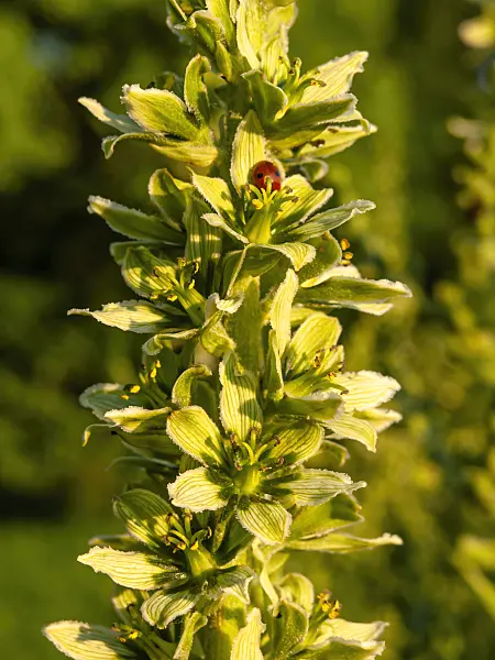 438176 - White veratrum (Veratrum album)