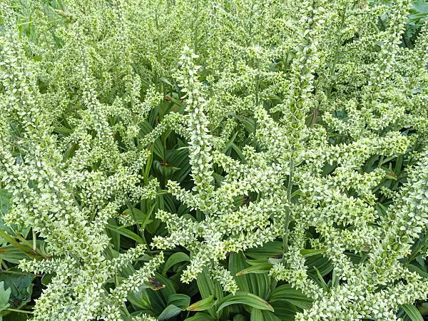 438272 - White veratrum (Veratrum album)