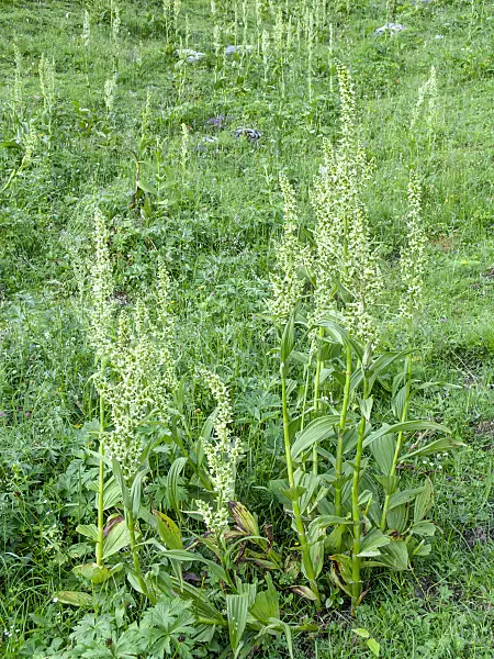 439227 - White veratrum (Veratrum album)