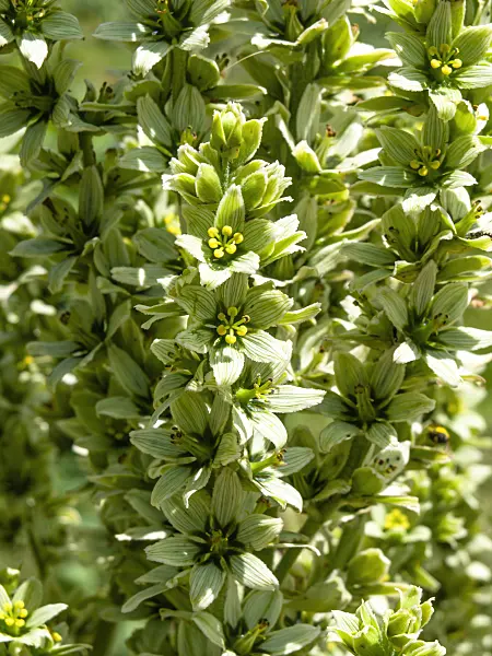 439341 - White veratrum (Veratrum album)