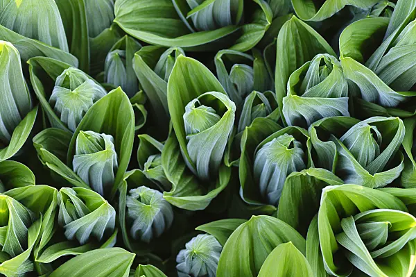 483196 - White veratrum (Veratrum album)