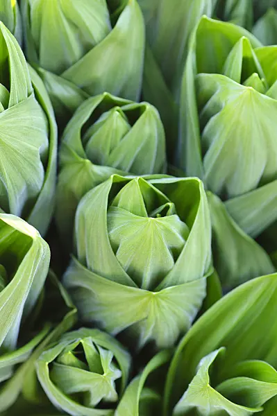 483197 - White veratrum (Veratrum album)