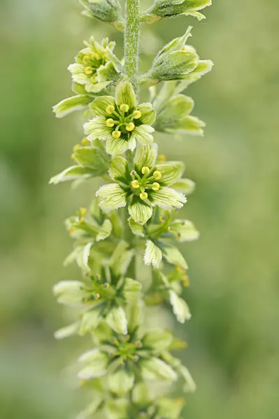 485082 - White veratrum (Veratrum album)