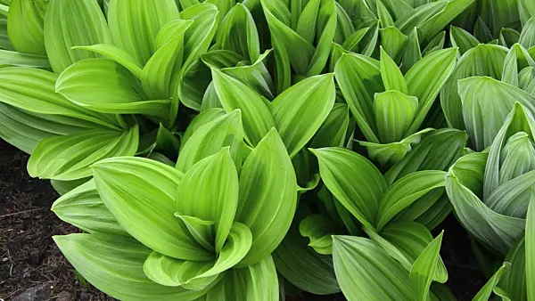 495264 - White veratrum (Veratrum album)