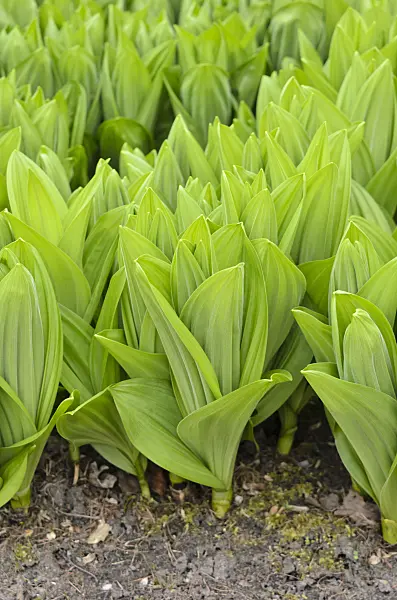 519081 - White veratrum (Veratrum album)