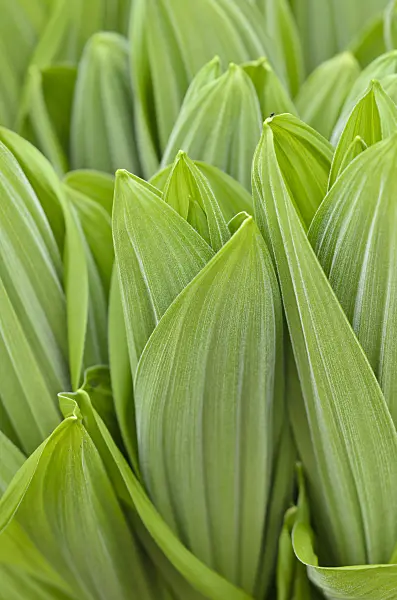 519082 - White veratrum (Veratrum album)