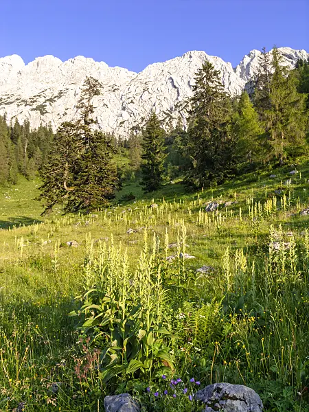 439235 - White veratrum (Veratrum album), Kaisergebirge Nature Reserve, Austria
