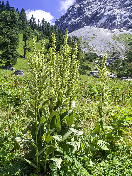 439340 - White veratrum (Veratrum album), Wettersteingebirge Nature Reserve, Germany