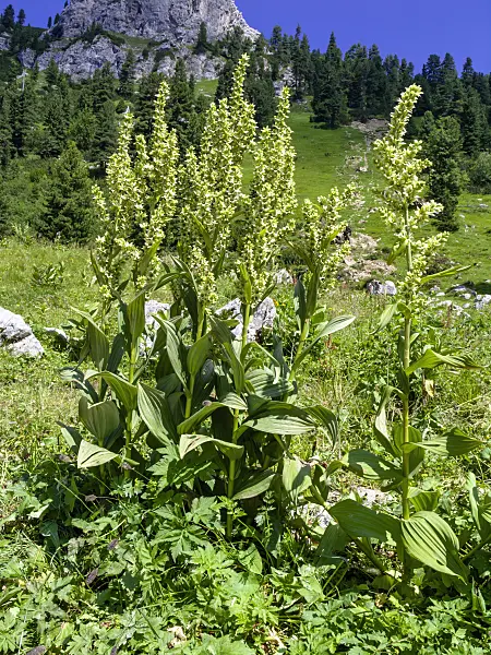 439342 - White veratrum (Veratrum album), Wettersteingebirge Nature Reserve, Germany