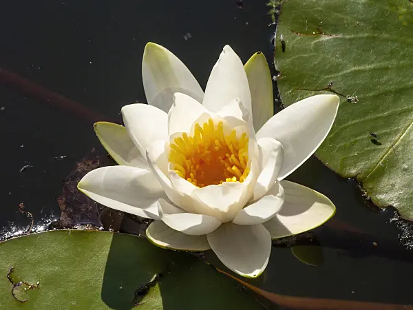 438212 - White water lily (Nymphaea alba)