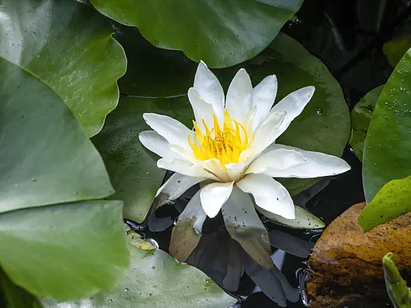 439172 - White water lily (Nymphaea alba)