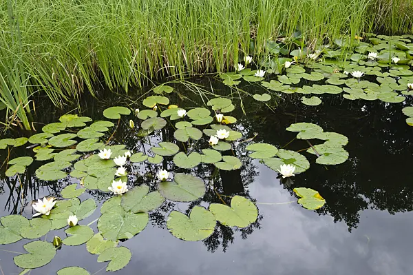 472434 - White water lily (Nymphaea alba)