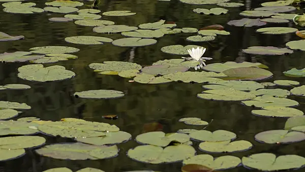 498325 - White water lily (Nymphaea alba)