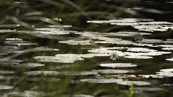 499107 - White water lily (Nymphaea alba)