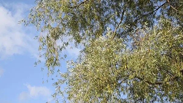 501019 - White willow (Salix alba)