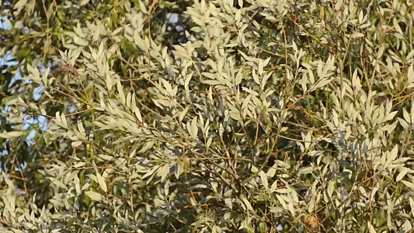 501029 - White willow (Salix alba)