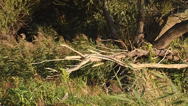 501032 - White willow (Salix alba) and common reed (Phragmites australis)