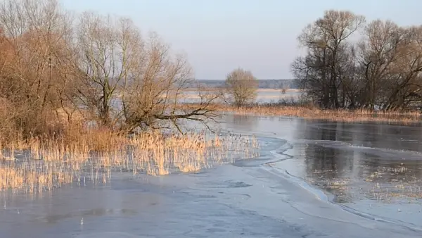 505008 - White willow (Salix alba) and common reed (Phragmites australis) on a flooded and frozen polder meadow, Lower Oder Valley National Park, Germany