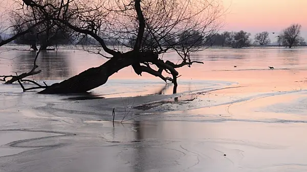 505015 - White willow (Salix alba) and whooper swans (Cygnus cygnus) on a flooded and frozen polder meadow, Lower Oder Valley National Park, Germany