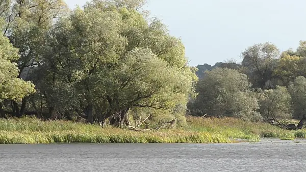 501022 - White willow (Salix alba) at a backwater of Oder River, Lower Oder Valley National Park, Germany