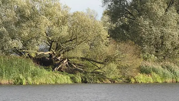 501023 - White willow (Salix alba) at a backwater of Oder River, Lower Oder Valley National Park, Germany