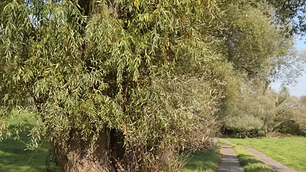 501020 - White willow (Salix alba) at an agricultural road, Lower Oder Valley National Park, Germany