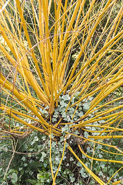 625367 - White willow (Salix alba 'Britzensis')