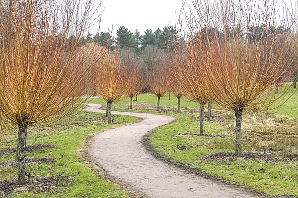625368 - White willow (Salix alba 'Britzensis')