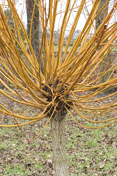 625369 - White willow (Salix alba 'Britzensis')