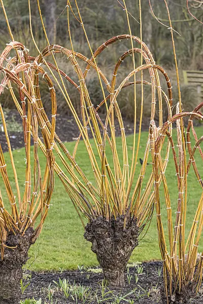 625370 - White willow (Salix alba 'Britzensis')