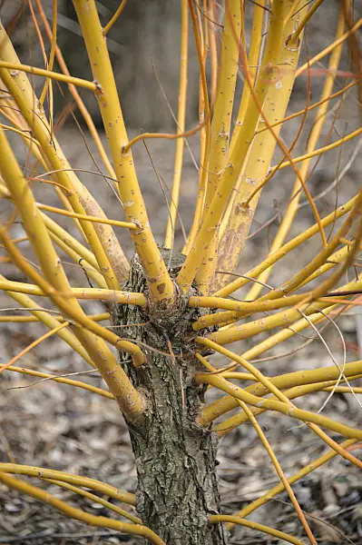 535327 - White willow (Salix alba 'Chermesina')