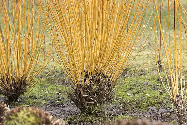 638327 - White willow (Salix alba 'Chermesina')