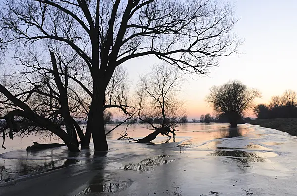 505003 - White willow (Salix alba) on a flooded and frozen polder meadow, Lower Oder Valley National Park, Germany