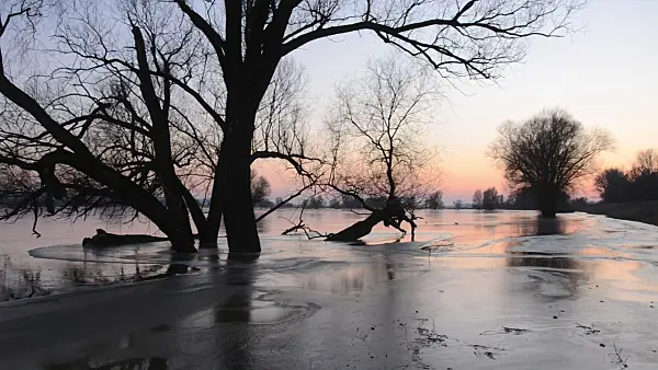 505014 - White willow (Salix alba) on a flooded and frozen polder meadow, Lower Oder Valley National Park, Germany