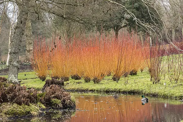 638328 - White willow (Salix alba 'Yelverton')