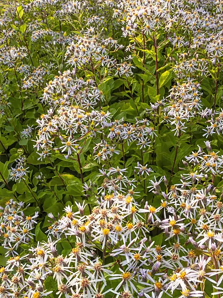 415030 - White wood aster (Aster divaricatus)