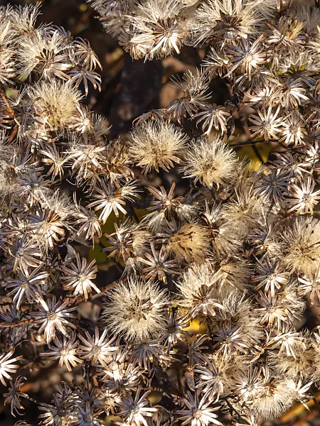 431063 - White wood aster (Aster divaricatus)
