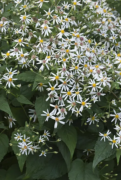 511339 - White wood aster (Aster divaricatus)