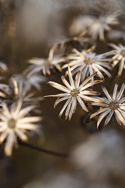 513151 - White wood aster (Aster divaricatus)