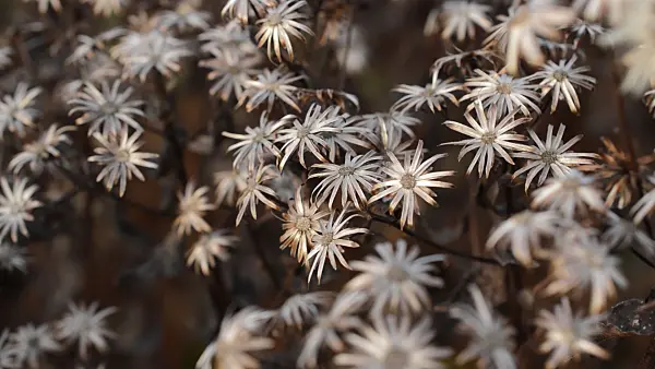 513159 - White wood aster (Aster divaricatus)