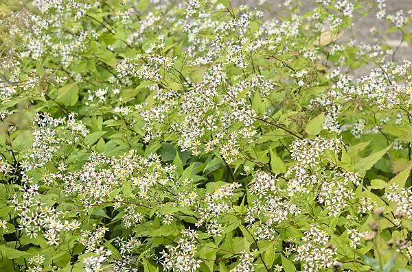 535089 - White wood aster (Aster divaricatus)