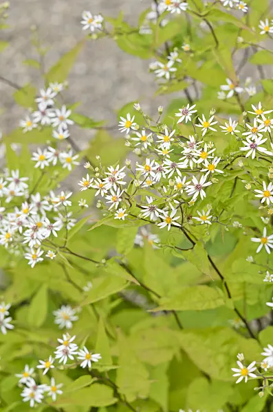535090 - White wood aster (Aster divaricatus)