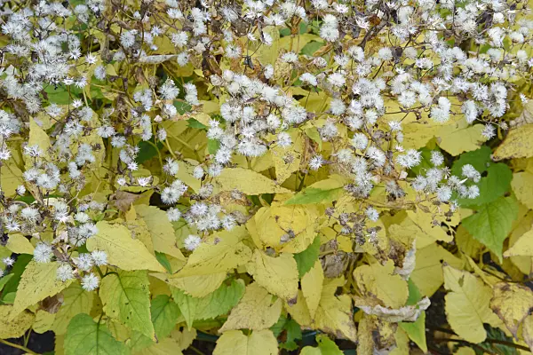 548129 - White wood aster (Aster divaricatus)