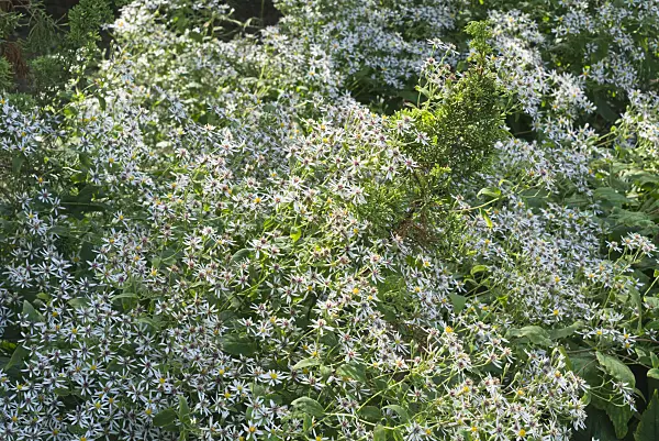 595030 - White wood aster (Aster divaricatus)