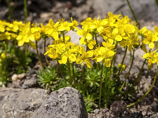 436126 - Whitlow grass (Draba athoa)