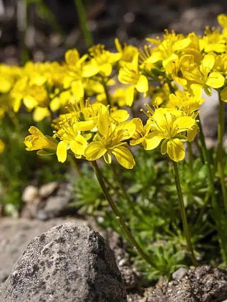 436127 - Whitlow grass (Draba athoa)