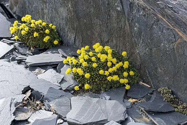 616386 - Whitlow grass (Draba bruniifolia)