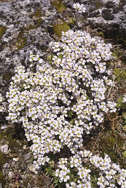 601022 - Whitlow grass (Draba dedeana)