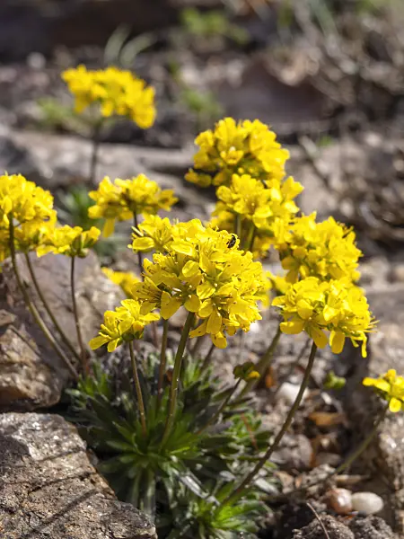 436129 - Whitlow grass (Draba lasiocarpa)